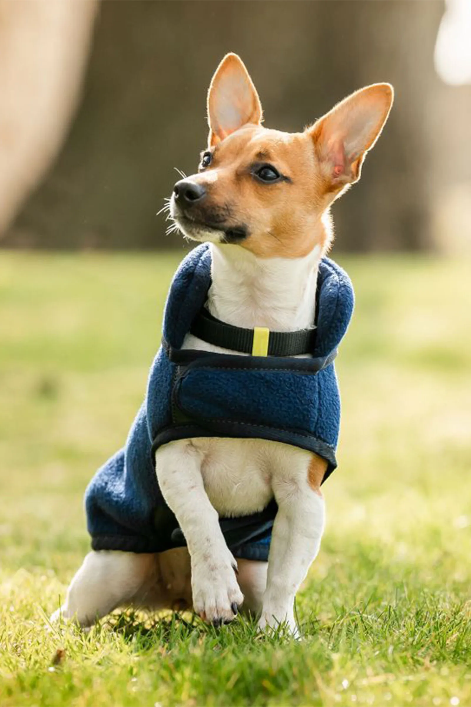 Coperta in pile per cani Horseware Signature