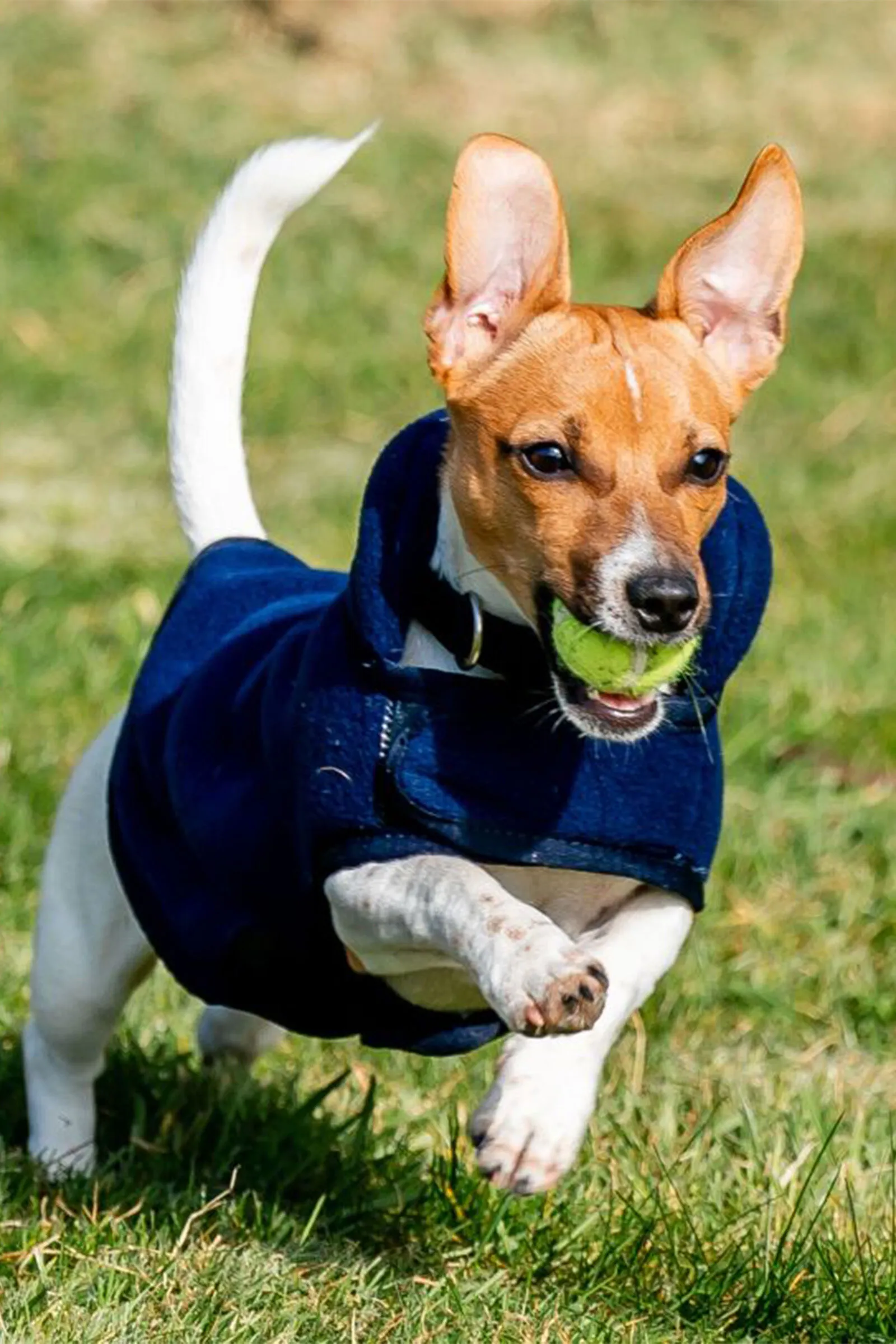 Coperta in pile per cani Horseware Signature